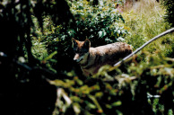 Wolf im Bärenpark in Grönklitt bei Orsa