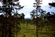 Naturpark beim Njupeskär