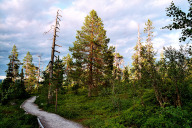 Rückweg vom Njupeskär zum Fahrrad durch den Naturpark