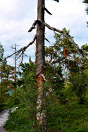 Rückweg vom Njupeskär zum Fahrrad durch den Naturpark