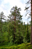 Rückweg vom Njupeskär zum Fahrrad durch den Naturpark