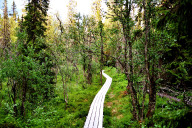 Rückweg vom Njupeskär zum Fahrrad durch den Naturpark