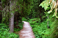 Rückweg vom Njupeskär zum Fahrrad durch den Naturpark