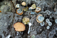 Muscheln in Nautesund