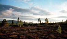 MTB-Tagestour bei Åkrestrømmen nahe der Baumgrenze