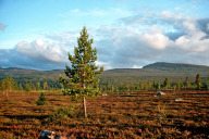 MTB-Tagestour bei Åkrestrømmen nahe der Baumgrenze