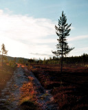 MTB-Tagestour bei Åkrestrømmen nahe der Baumgrenze