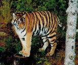Tiger im Bärenpark in Grönklitt