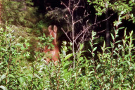 Was für ein Tier ist da im Wald?