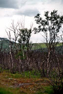 Birkensterben in Finnmark