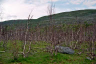 Birkensterben in Finnmark