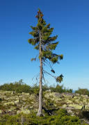 Old Tjikko